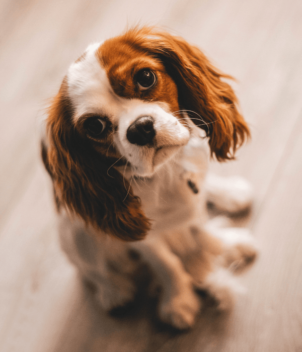 Everyday Essentials Every Pet Parent Needs