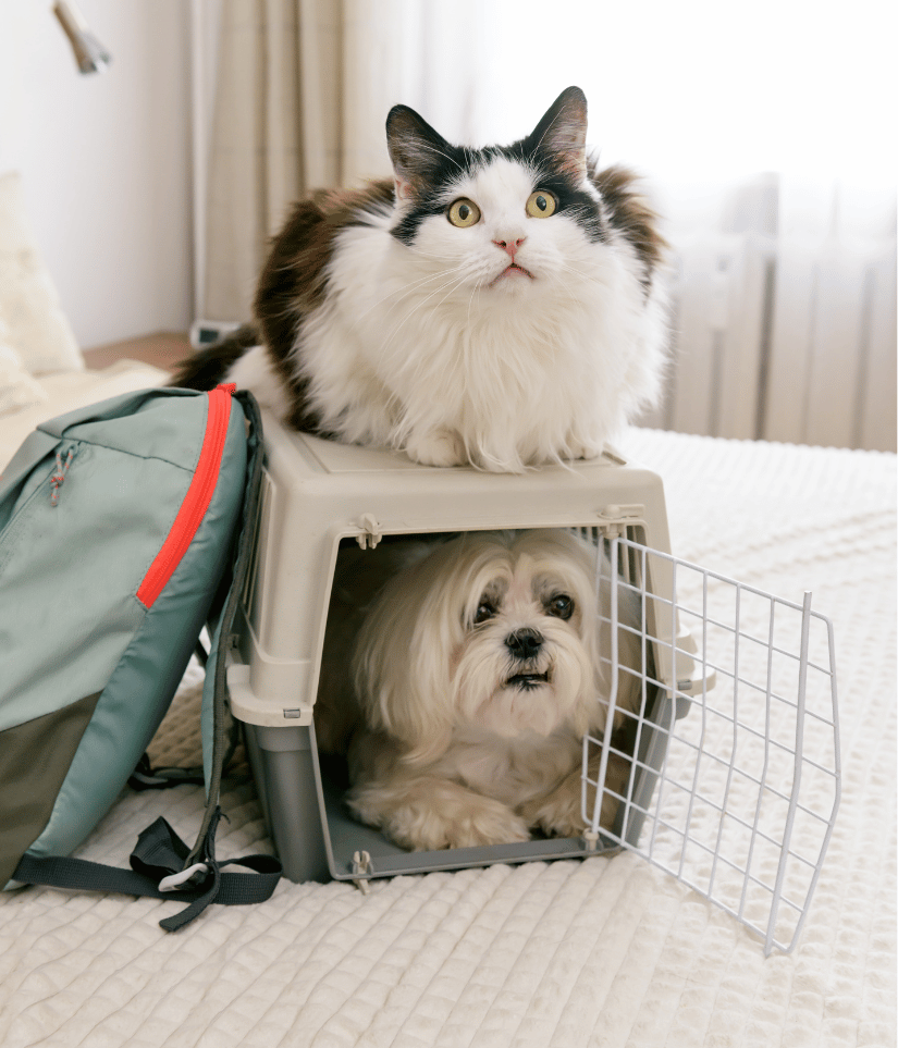 How to Keep Your Dog Comfortable During Travel