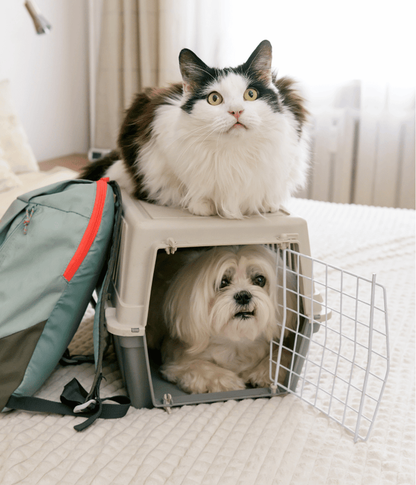 How to Keep Your Dog Comfortable During Travel