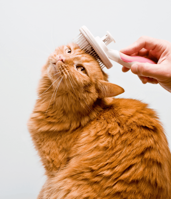 Grooming Made Easy: Simple Tips for a Happy Cat
